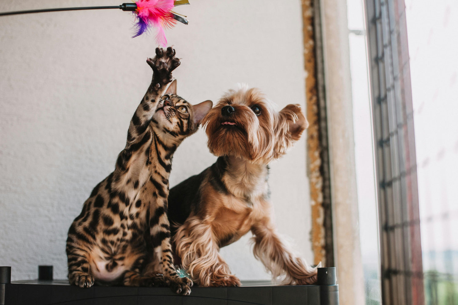 MASCOTAS